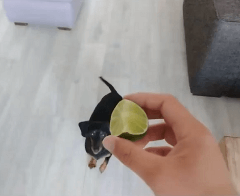 Adorable Pup Freaks Out Over A Slice Of Lemon! This Is Hilarious!