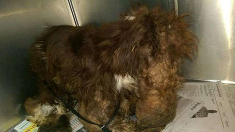 Severely Neglected Pup Transforms After Rescuers Remove 6 Pounds Of Mats