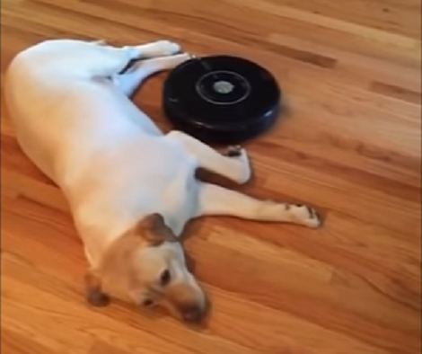 So What If The Vacuum Cleaner Is So Close To The Pup? He Just Doesn't Care!