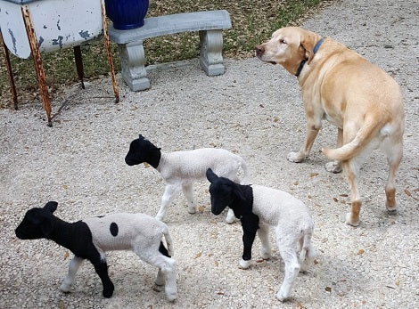 Orphaned Lambs Think This Pup Is Their Father So They Follow Him Everywhere!