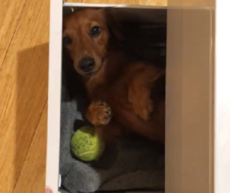 This Adorable Pup Has Found A Brand New Place To Sleep... And It Looks Cozy!