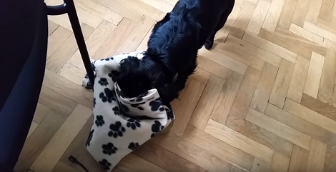 Adorable Puppy Is In For A Surprise! Wait Till You See What's Inside The Box!