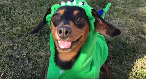 This Pup Is Going To Be A Dinosaur For Halloween. What Are You Going To Be?!