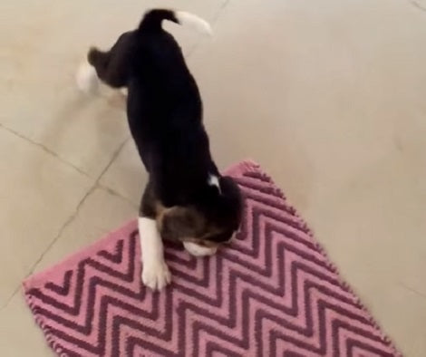 Adorable Pup Doesn't Want To Give Up His Favorite Mat No Matter What!