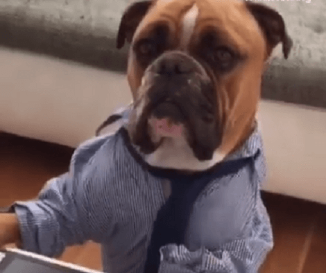 Have You Ever Seen A Professional Pup On A Laptop? This Is Your Chance!