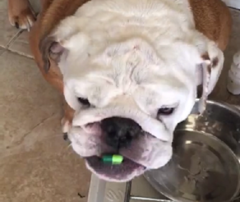 Watch How This Adorable Little Pup Tries To Take The Chill Pill!