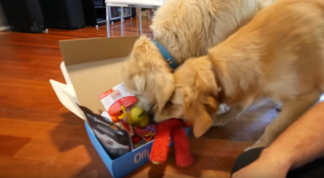 How These Adorable Pups React When Dad Gives Them Presents? Priceless!