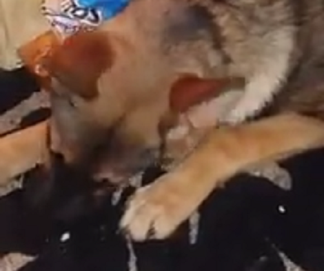 What This Adorable Pup Was Caught Eating Will Make You Laugh Out Loud!