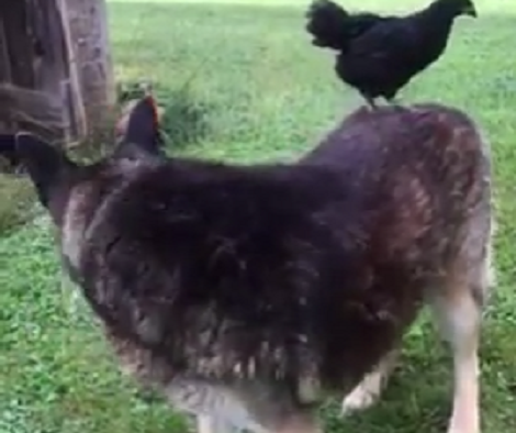 This Chicken Thinks Adorable Pup Is A Pony! This Is Hilarious!
