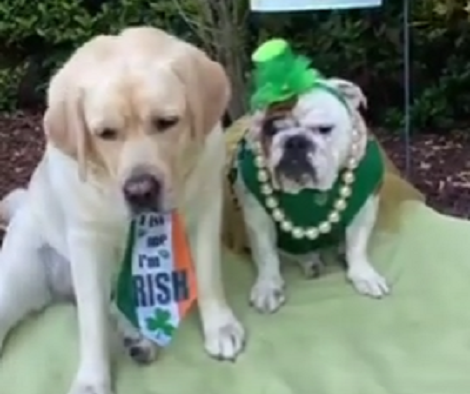How This Pup Celebrated St. Patrick's Day Will Have You Smiling For Sure!