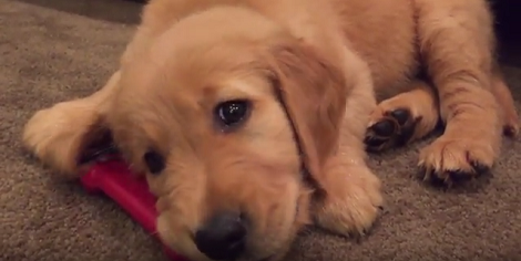 This Cute Little Pup Playing With His Bone Is Definitely Going To Melt Your Heart!