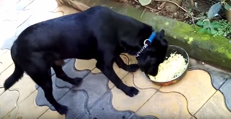 This Pup Was Just trying To Eat His Food When Suddenly A Duck Came Out Of Nowhere!