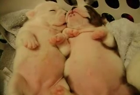 These Two Adorable Pups Are Talking To Each Other In Their Sleep! Awww!
