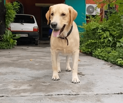 Adorable Pup Stalking A Treat Finally Gets To Leap in Excitement!