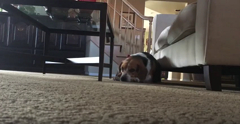 How This Pup Reacts When The Piano Starts Playing? You'll Be At Peace!