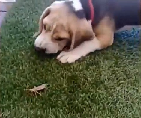 Watch What Happens When An Adorable Pup Meets A Cricket!
