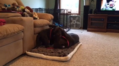How These Two Adorable Pups Enjoy Their Time Indoors Will Make You Smile!