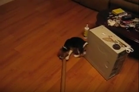 This Adorable Pup Loves Playing With Cardboard Tubes! Isn't This Just Cute?!