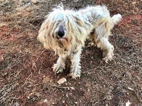 Severely Matted Pup Ate Rocks And Tinfoil To Survive, But Now She Found Love!