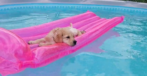 How This Pup Prefers To Chill Out On A Nice Warm Afternoon? Wow!