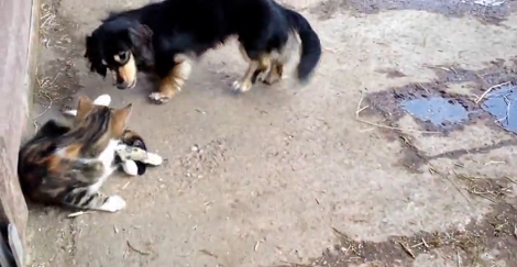 Can Cats And Dogs Really Be Friends? Let These Unlikely Pals Show You!