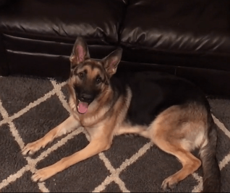This Adorable Pup Is So Good At Hide-N-Seek It's Nearly Impossible To Fool Her!