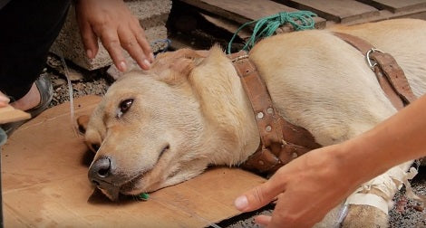 Here Are 4 Signs That Your Dog May Be Suffering From Joint Issues
