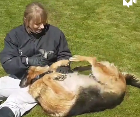 Wait Till You See How This Pup Reacts To Some Awesome Belly Rubs! Aww!