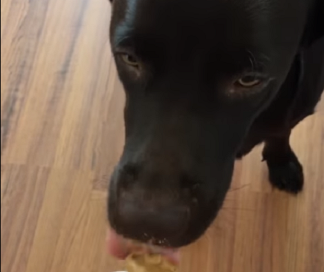 This Pup Is Enjoying His Favorite Treat... Wait Till You See What He's Eating!