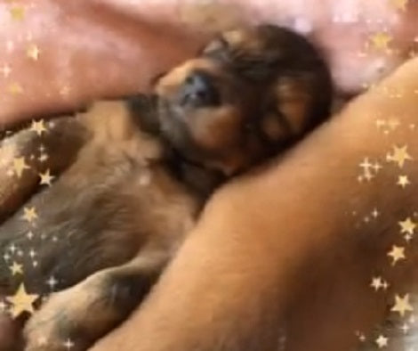 This Is Probably The Sweetest Nest Of Puppies You're Going To See Today!