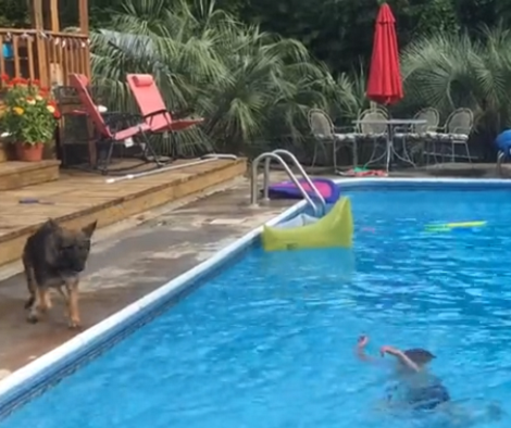 Loving Pup Thinks Her Brother Was Drowning, So She Dives In The Pool!