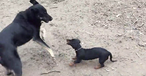 This Adorable Pup Just Proved That Size Doesn't Matter - Courage Does!