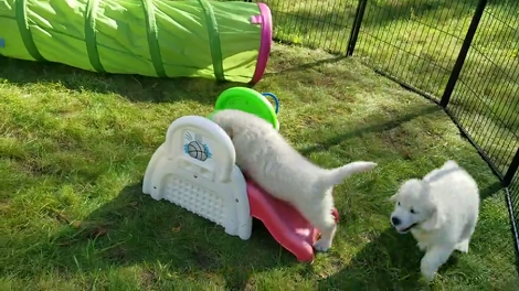 This Adorable Puppy Play Time Is Definitely Going To Melt Your Heart!