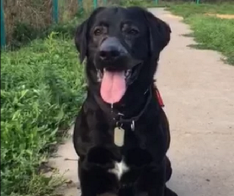 This Pup Wants To Play Fetch, But First Let Him Wow You With His Talent!