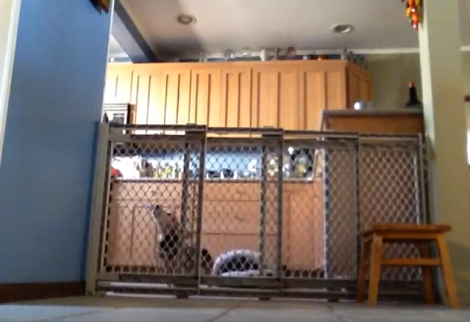 This Adorable Pup Kept Escaping The Kitchen Then Hidden Camera Reveals Everything!