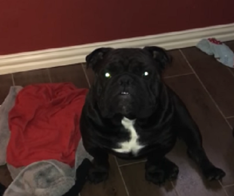 This Adorable Puppy Can't Stop Whining Because He Can't Reach His Mama! Awww!