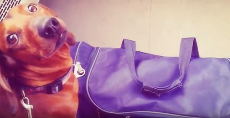 This Pup Doesn't Need To Be Disturbed Right Now, He's Helping Unpack!