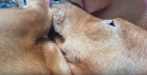 This Adorable Pup Is Mommy To A New Born Kitten And It's Just Incredible!