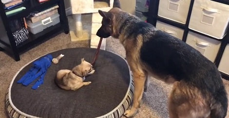 This Is Probably The Most Aggressive Dog Bone Fight In History!