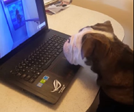 This Adorable Pup Is Watching Something On The Laptop, But Then Something Happens!