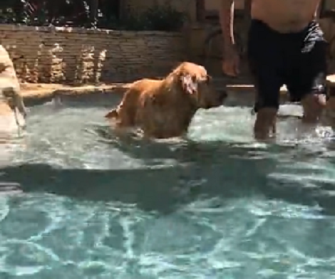 Here's A Slo-Mo Of How This Adorable Pup Learned How To Swim!