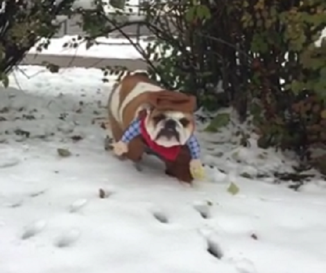 This Adorable Pup Is Channeling His Inner Cowboy With This Amazing Outfit!