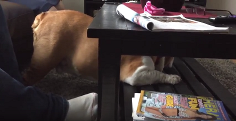 This Pup Is Trying So Hard To Get Under A Coffee Table, It's Hilarious!