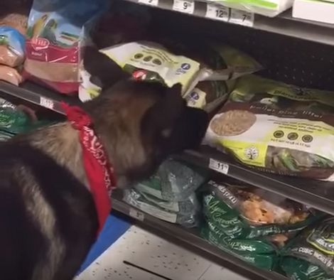 This Adorable Pup Is Practicing Nose Work At Petco And Works Magic!