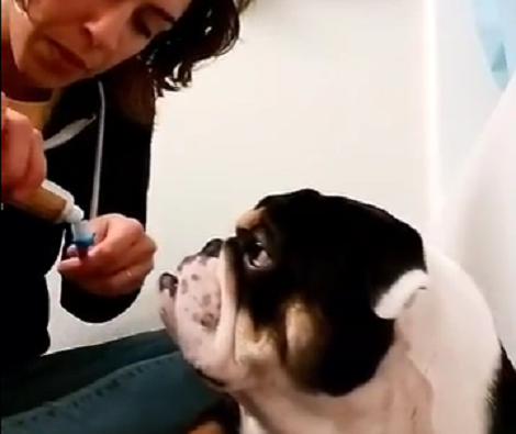 Mommy's Trying To Brush Her Pup's Teeth, But It Isn't Very Easy!