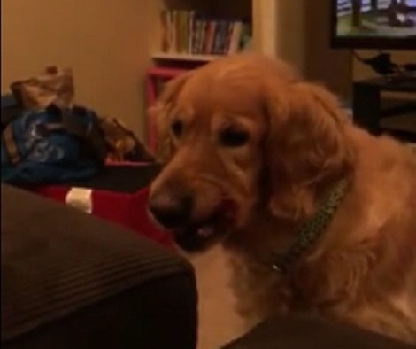 What This Pup Does Before Catching Her Favorite Treat Is Going To Make You Smile!
