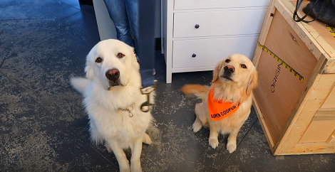 Wait Till You See How These Pups Celebrated Their Birthday! Just Wow!