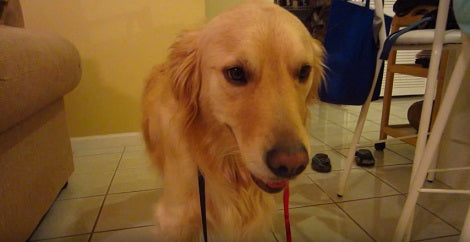 Wait Till You See This Pup's New Best Friends! Prepare For Cuteness Overload!