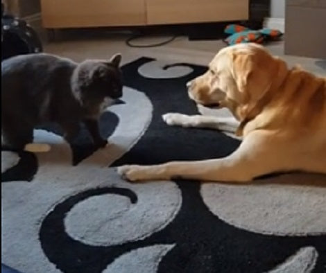 This Adorable Pup Knows Exactly What His Feline Sibling Is About To Do!