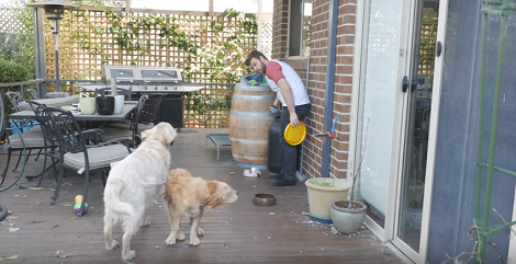 This Is What It's Like To Live With Two Adorable Pups At Home!